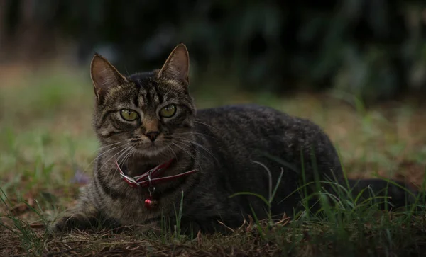 Γάτα Ξαπλωμένη Κοιτάζοντας Ευθεία Μπροστά Tabby Γάτα Κόκκινο Γιακά Κατοικίδιο — Φωτογραφία Αρχείου