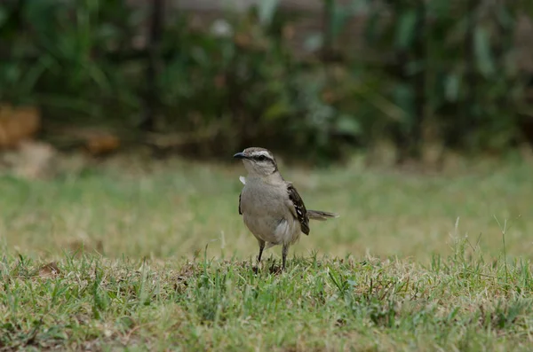 Portrait Petit Oiseau Alouette Dans Herbe — Photo