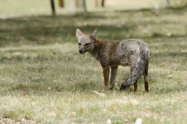Grijze Vos Het Veld Kijk Naar Camera Patagonische Wolf — Stockfoto