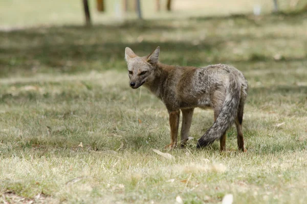 Raposa Cinza Campo Olhar Para Câmera Lobo Patagónia — Fotografia de Stock