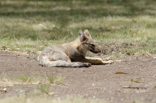 Raposa Deitada Chão Raposa Cinza Descansando — Fotografia de Stock