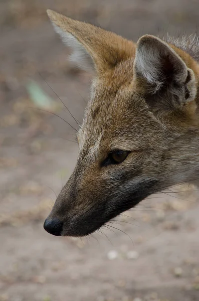 Grijze Vos Hoofd Voorgrond Portret Van Een Patagonische Grijze Vos — Stockfoto