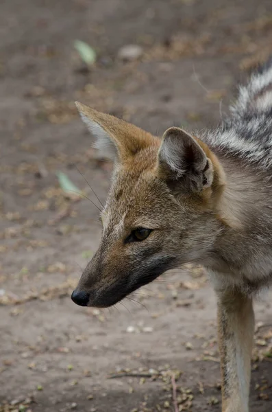 手前の灰色の狐頭 パタゴニアンの灰色の狐の肖像画 — ストック写真