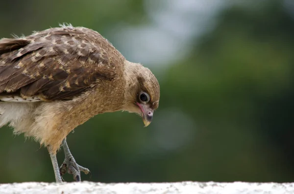 Chimango Wandelen Zoek Naar Voedsel Vogel Bruine Vogel — Stockfoto