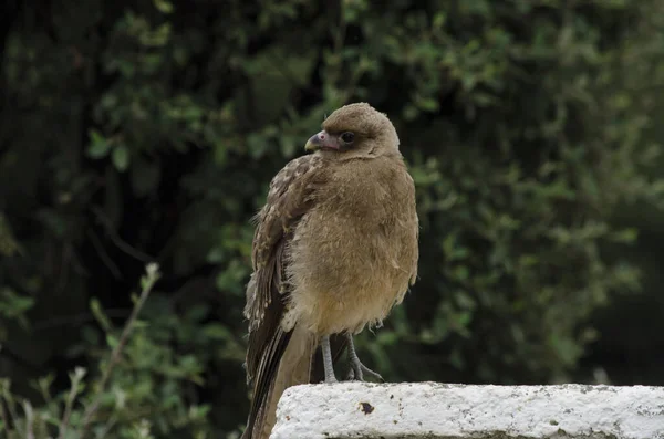 Giovane Chimango Marrone Primo Piano Grande Uccello — Foto Stock