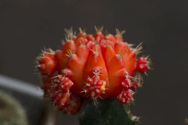Cactus Color Rojo Con Enfoque Selectivo Planta Que Necesita Poca —  Fotos de Stock