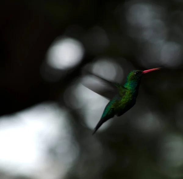 Colibri Volant Ailes Mobiles Rapidement Colibri Vert Fluorescent — Photo