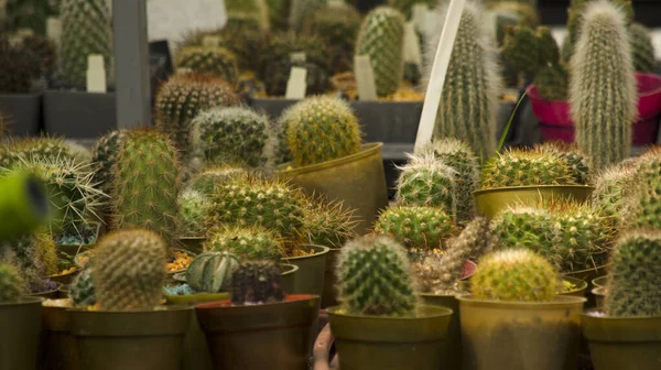 Pequeño Negocio Cactus Maceta Muchos Cactus Vivero Especializado —  Fotos de Stock