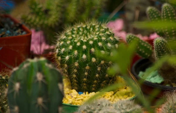 Cactus Maceta Con Enfoque Colectivo Pequeños Cactus Puntiagudos —  Fotos de Stock