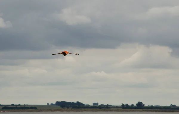 Flamingo Gölün Üzerinde Uçuyor Uzun Bacaklı Pembe Kuş Uçuyor Yalnız — Stok fotoğraf