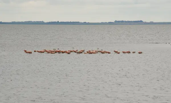 Несколько Фламинго Плавающих Вместе Воде Розовые Фламинго Длинноногие Фламинго — стоковое фото