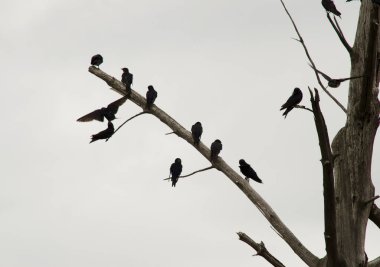Arka planda gri gökyüzü olan kuru bir ağaçtaki kargalar