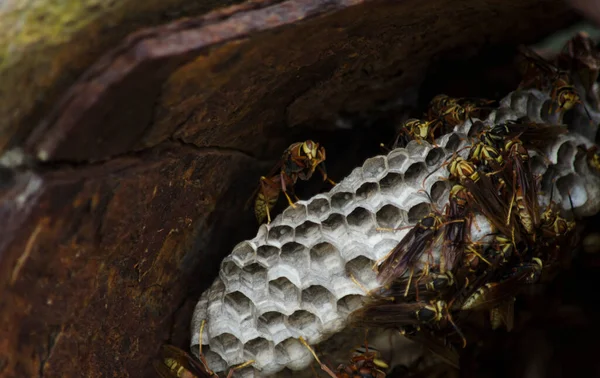 Nest Oder Wabe Von Wespen Oder Jacken Bienenschwarm — Stockfoto