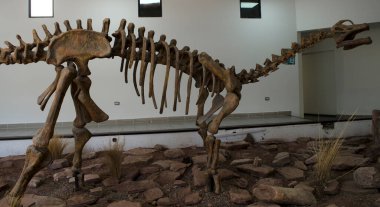 El chocon, Arjantin ve dinozor kemiklerinde dinozor iskeleti bulundu.