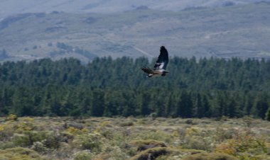 Kara göğüslü kartal, Aguila Patagonica, büyük yırtıcı kuş, arka planda orman ve dağlarla uçuyor.