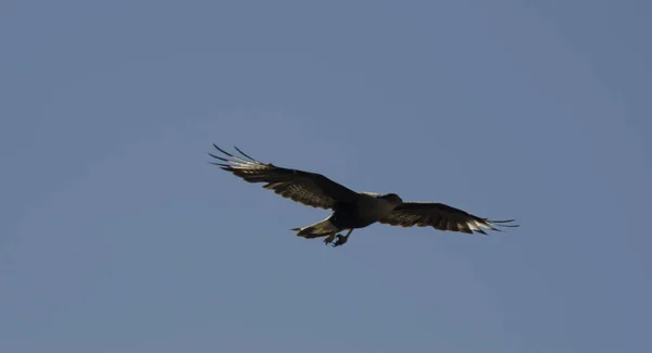 Patagonian Caracara Full Flight Caracara Gliding Outstretched Wings —  Fotos de Stock