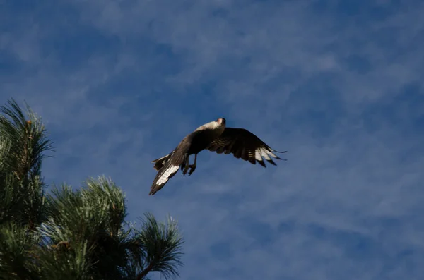 Caracara Patagonica Volo Uccello Dalla Beccaccia Ricurva Volo — Foto Stock