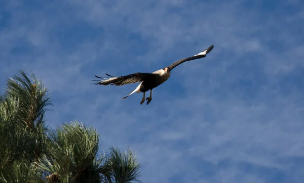 Caracara Patagonica Volo Uccello Dalla Beccaccia Ricurva Volo Uccello Grandi — Foto Stock