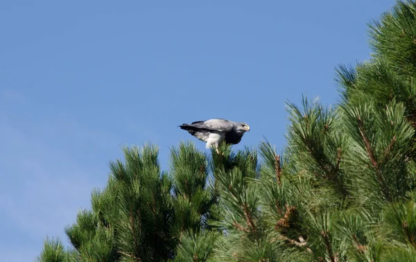 Černý Orel Seděl Stromě Patagonia Eagle Dravý Pták — Stock fotografie