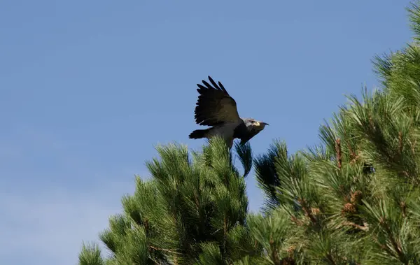 パタゴニアワシ松の黒胸ワシ — ストック写真