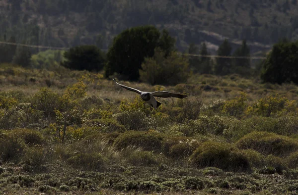 Mağripli Kartal Avını Aramak Için Üzerimizden Uçuyor Patagonya Kuşu San — Stok fotoğraf