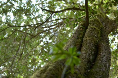 Patagonya ormanlarının rutubetinden dolayı yeşil yosunlu bir ağaç gövdesi.