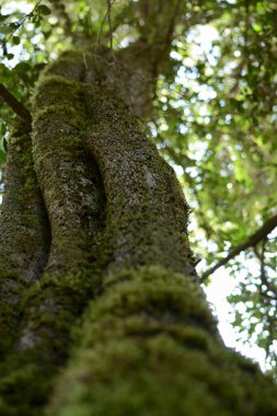 Patagonya ormanlarının rutubetinden dolayı yeşil yosunlu bir ağaç gövdesi.