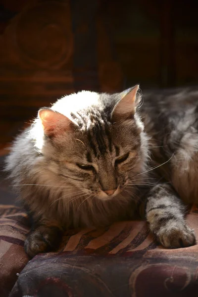 Gatto Tabby Marrone Seduto Sotto Raggio Sole — Foto Stock