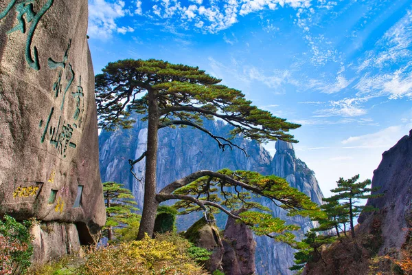 Huangshan Ulusal Parkı 'nın girişindeki karşılama çamı. Huangshan Dağı manzarası (Sarı Dağ). UNESCO Dünya Mirası Alanı. Anhui Eyaleti, Çin.