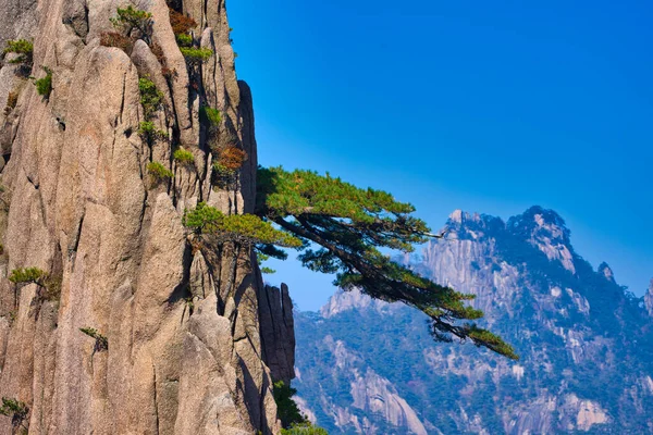Çam ağaçları uçurum boyunca yatay olarak büyüyorlar. Huangshan Dağı manzarası (Sarı Dağ). UNESCO Dünya Mirası Alanı. Anhui Eyaleti, Çin.