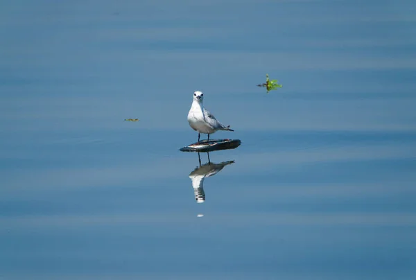 Water Bird Standing Piece Wood Surface River Boathouse Kerala Known — Stock Photo, Image