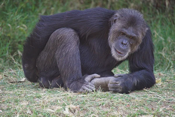Der Schimpanse Berührte Seine Hüften Sein Mund Öffnete Sich Leicht — Stockfoto