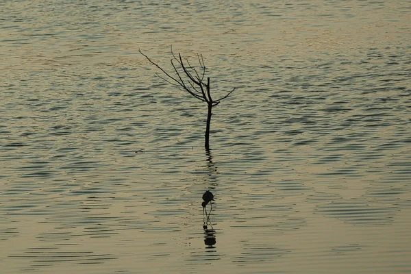 Esta Uma Zona Húmida Habitada Por Algumas Aves Residentes Aves — Fotografia de Stock