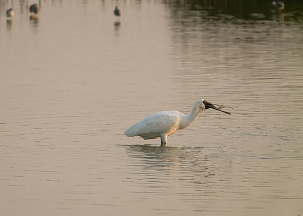 Este Humedal Habitado Por Algunas Aves Residentes Aves Migratorias Invierno — Foto de Stock