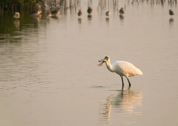 Este Humedal Habitado Por Algunas Aves Residentes Aves Migratorias Invierno — Foto de Stock