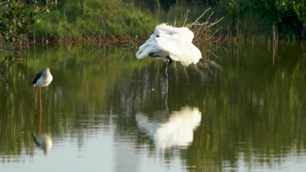 Black Faced Spoonbill Groomed Its Feathers Its Beak Also Shook — Stock Video
