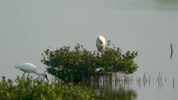 Black Faced Spoonbill Standing Top Mangrove Tree Another One Feeding — Stock Video