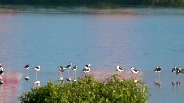 Some Black Winged Stilts Were Standing Water Some Them Were — Stock Video