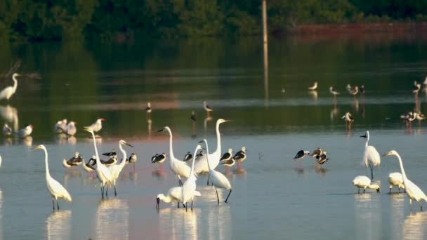 Några Kinesiska Egrets Svartvingade Styltor Och Hydroprogne Caspias Vilar Våtmarken — Stockvideo