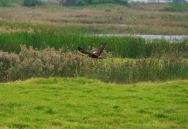 Circus Spilonotus (Circus aeruginosus) bataklık çayırlarında uçar. Jiading Wetland çimen ve ekoloji açısından zengindir. Kaohsiung Şehri, Tayvan