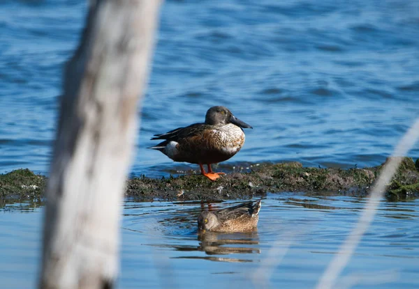 Pato Está Descansando Enquanto Outro Está Alimentando Aogu Wetlands Forest — Fotografia de Stock