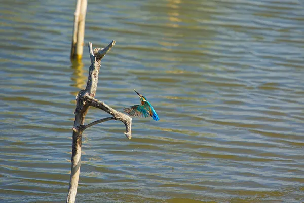一般的なカワセミは水面から枯れ木の幹まで速く飛びます 嘉定湿地は 草や生態系が豊富です 台湾高雄市 — ストック写真