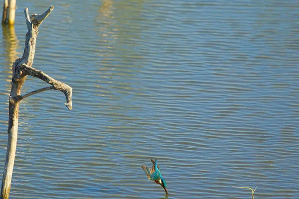 Den Vanliga Kungsfiskaren Flög Snabbt Till Vattnet Jiading Våtmarken Rik — Stockfoto