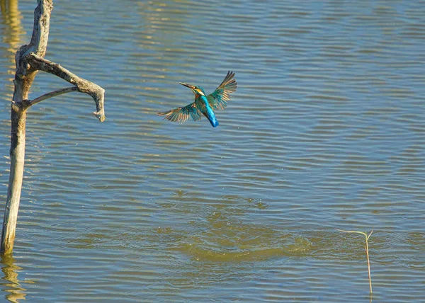 Den Vanliga Kungsfiskaren Flyger Snabbt Från Vattnet Till Döda Trädgrenarna — Stockfoto