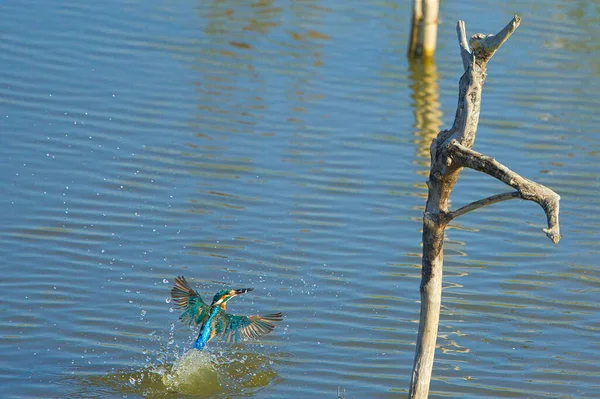 一般的なカワセミはすぐに水から枯れ木の枝に飛びます 嘉定湿地は 草や生態系が豊富です 台湾高雄市 — ストック写真