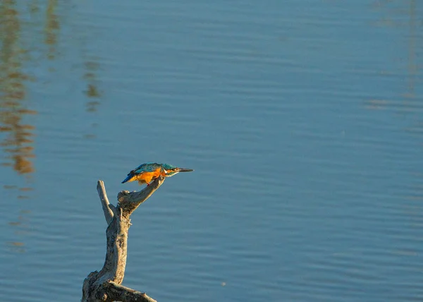 Comune Martin Pescatore Riposa Sul Ramo Albero Morto Zone Umide — Foto Stock