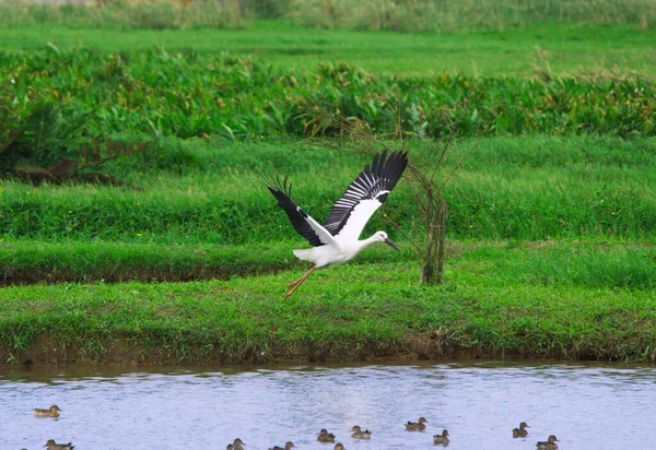 Oriental Stork (Ciconia boyciana) su birikintisinde kanatlarını açar. Qingshui Bataklıkları, Jinshan Bölgesi, New Taipei Şehri, Tayvan 'da çeşitli kuşlar. 2021