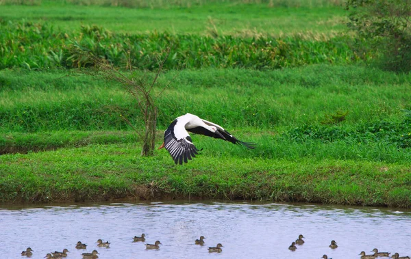 Oriental Stork (Ciconia boyciana) su birikintisinde kanatlarını açar. Qingshui Bataklıkları, Jinshan Bölgesi, New Taipei Şehri, Tayvan 'da çeşitli kuşlar. 2021