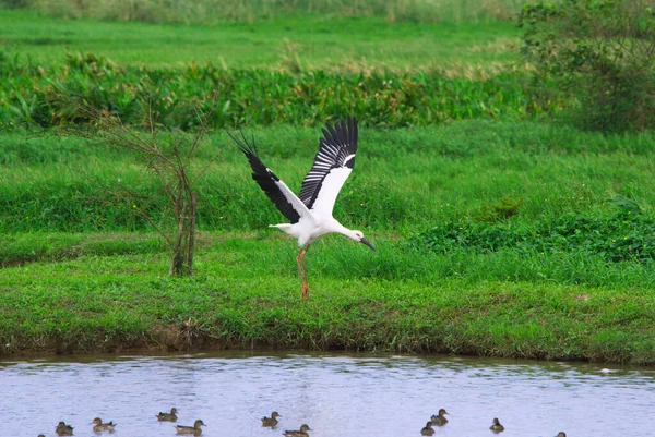 Oriental Stork (Ciconia boyciana) su birikintisinde kanatlarını açar. Qingshui Bataklıkları, Jinshan Bölgesi, New Taipei Şehri, Tayvan 'da çeşitli kuşlar. 2021