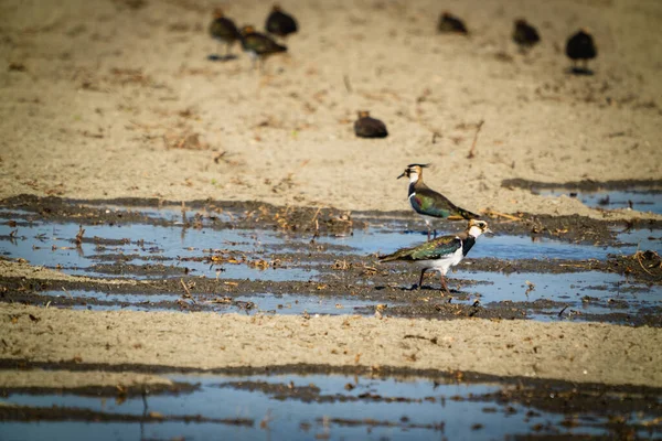 Lapwing Norte Shorebird Preto Branco Geral Costas Mostra Brilho Verde — Fotografia de Stock